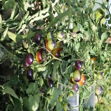  Solanum lycopersicum Indigo Fireball, Tomate, Tomato Sorte mit violetten ... Stock Photos