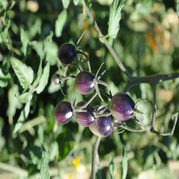  Solanum lycopersicum Indigo Kumquat, Tomate, Tomato Sorte mit violetten F... Stock Photos