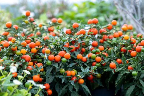 Solanum Magaball Stockfoto's