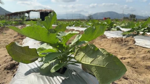 Solanum melongena plants develop evenly across plantation rows with open Stock Footage 329373162