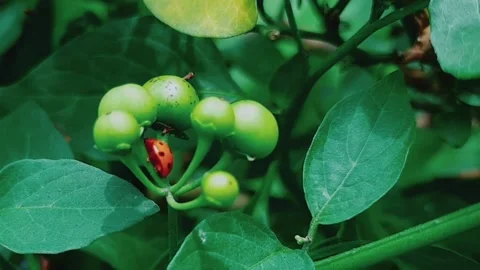 Solanum Nigrum Video stock 146089946