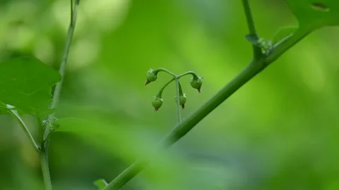 Solanum nigrum fruits. Stock Footage 310620643