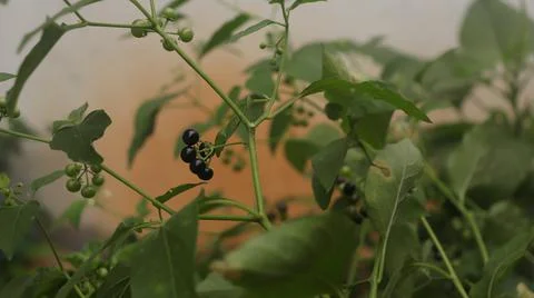 Solanum nigrum Stock Photos