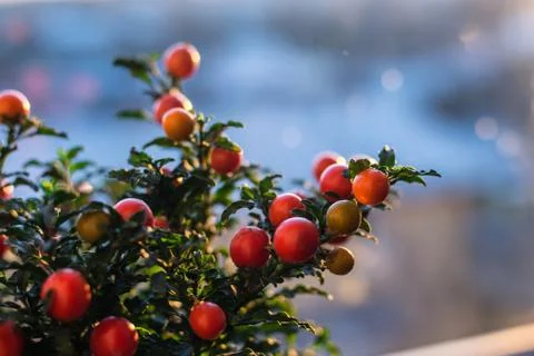 Solanum pseudocapsicum berries closeup image Stock Photos