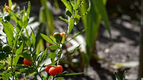 Solanum pseudocapsicum Stock Footage 122730788