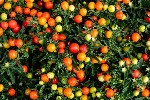 Solanum Pseudocapsicum or winter cherry plant or Jerusalem cherry, ornamental Fotos Stock