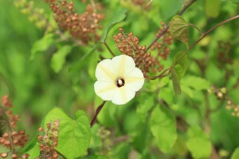 Solanum wrightii benth flower. Stock Photos