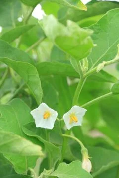 Solanum wrightii benth flower.  ( Stock Photos