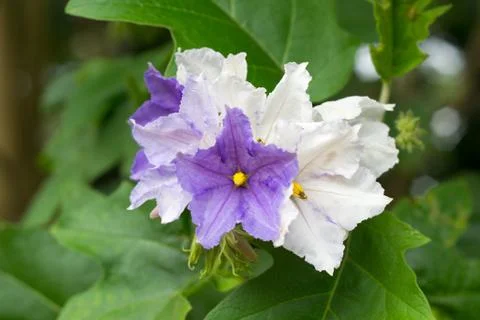 Solanum wrightii Benth Stock Photos