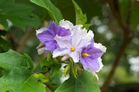 Solanum wrightii Benth Stock Photos