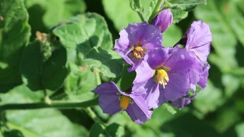 SOLANUM XANTI BLOOM Stock Footage 200575993