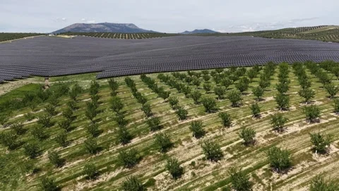 Solar Array and Almond Orchard in Spanish Countryside Stock-Footage 333949444
