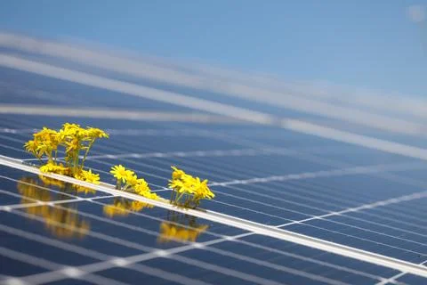 Solar cell panels close view and flower - eco-conscious energy. Banner copy.. Foto stock