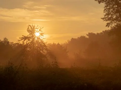 Solar dawn in the forest. Stock Photos
