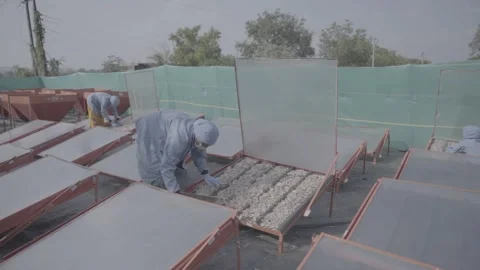 Solar dehydration process for sliced onions in a large-scale field. Stock-Footage 327443395