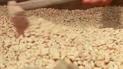 Solar drying of coffee beans that are over a metallic screen Stock Footage 139946800