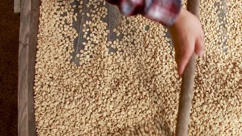Solar drying of coffee beans that are over a metallic screen Stock Footage 139947552
