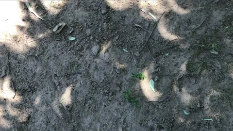 Solar eclipse Argentina December 17, 2020. Sickle-shaped sun reproduced by trees Stock Footage 145835630