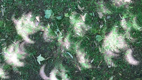 Solar eclipse Argentina December 17, 2020. Sickle-shaped sun reproduced by trees Stock Footage 145836067