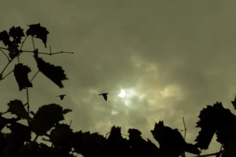 Solar eclipse. astronomical phenomenon. the moon partially covers the sun. Stock Photos