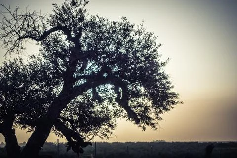 Solar eclipse casting shadows and light through ancient olive trees in Carmon Stock Photos