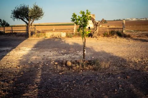 Solar eclipse casting shadows and light through ancient olive trees in Carmon Stock Photos
