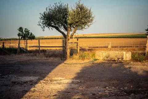 Solar eclipse casting shadows and light through ancient olive trees in Carmon Stock Photos