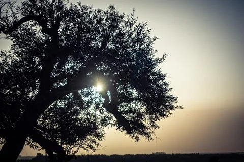 Solar eclipse casting shadows and light through ancient olive trees in Carmon Stock Photos