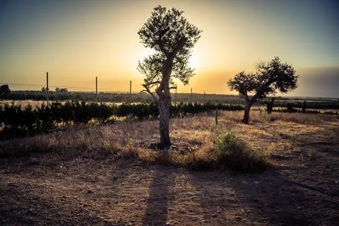 Solar eclipse casting shadows and light through ancient olive trees in Carmon Stock Photos