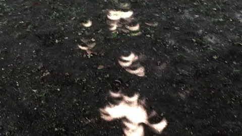 Solar Eclipse, crescent pattern through trees Video stock 236258697