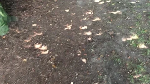 Solar Eclipse, crescent pattern through trees Video stock 236258698