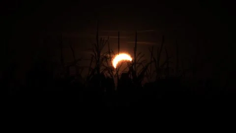 Solar Eclipse Over Cornfield at Dusk in Wroclaw, Poland – August 2026 Rare Sky Stock Footage 343056898