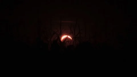Solar Eclipse Over Wroclaw, Poland: Crescent Sun Behind Silhouetted Trees at Stock Footage 343059488