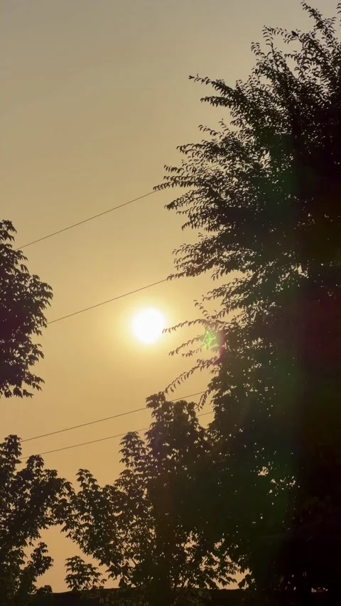 Solar eclipse in Spain with sunlight flickering through tree leaves Stock Footage 342324391