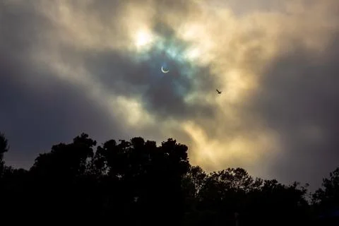 Solar Eclipse with stunning bird, treetop silhouette, cloudy glow &amp; god rays Stock Photos