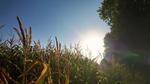 Solar Eclipse Timelapse Over a Cornfield With Sunlight Fading Beside a Tree Stock-Footage 342935310