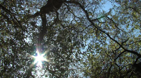 Solar Flare Through Trees 스톡 동영상 37125074