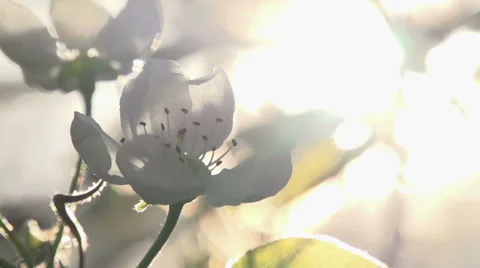 Solar Flower Stock Footage 37869721