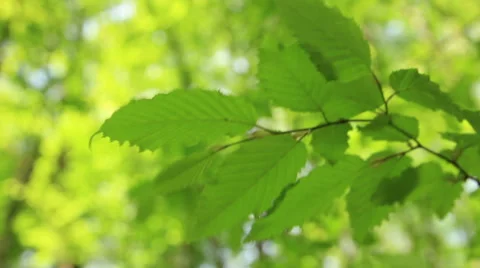 Solar foliage Stock Footage 50298512