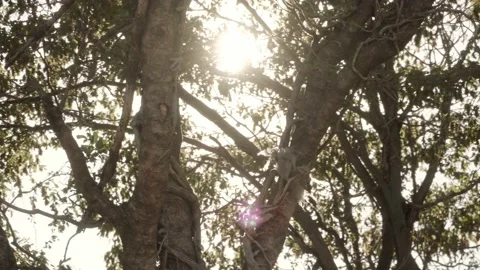 Solar glare falling into the lens through the branches of the tree, Beautiful Stock Footage 201546820
