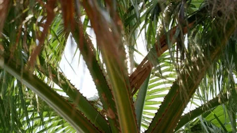 Solar glare falling into the lens through the branches of the tree, Beautiful Stock Footage 202076716