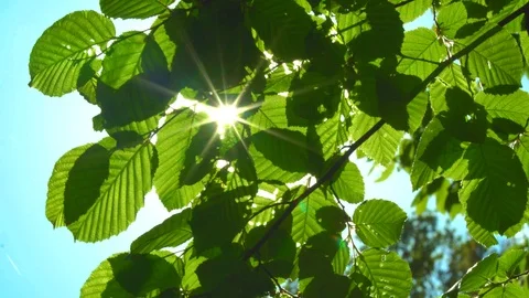 Solar Glare Through Foliage Stock Footage 89914713