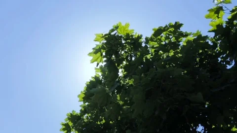 Solar glare through the leaves of trees 스톡 동영상 75802060