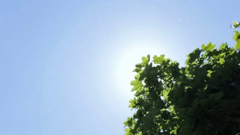 Solar glare through the leaves of trees Stock Footage 75900608