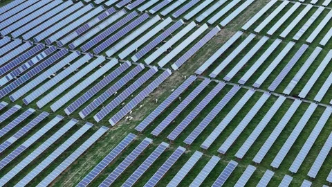 Solar Grid with animals walking throughout 4K Stock Footage 246867901