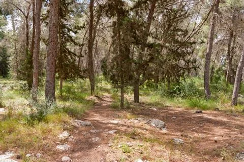 Solar lawn in a pine forest Stock Photos