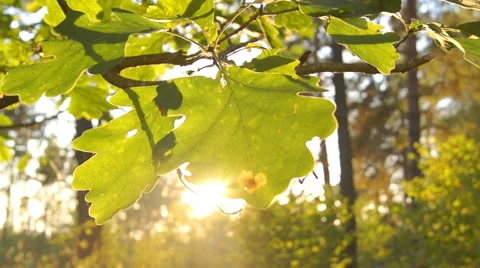 Solar oak leaves in the forest (2) Stock-Footage 42126853