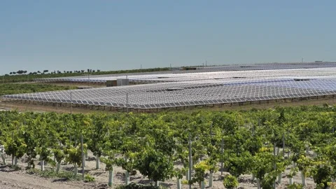 Solar panel farm vineyard grapes Video stock 156614829