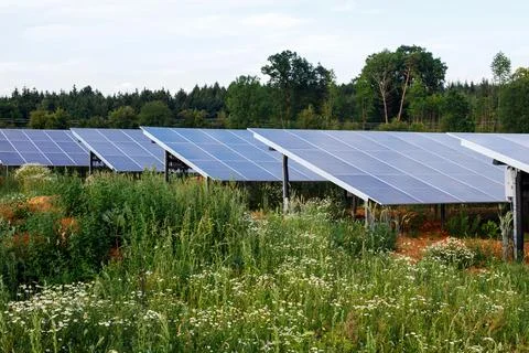 Solar Panel Rows in Green Meadow with Wildflowers and Forest Background Stock Photos