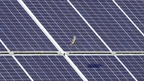 A solar panel with a small insect on it Stock Footage 296387807